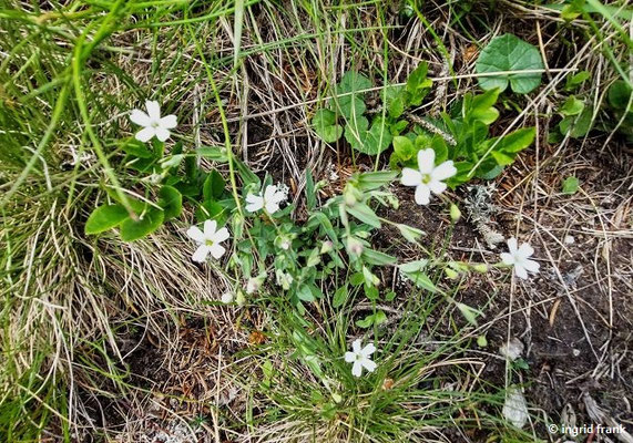 Silene rupestris / Felsen-Leimkraut  (28.06.2024; Steiermark, Schladming, Planai)