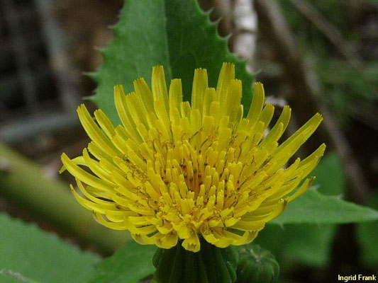 Sonchus oleraceus / Kohl-Gänsedistel: weltweit verschleppt