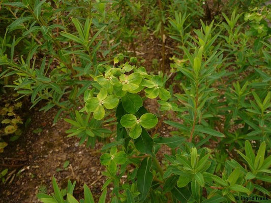 Euphorbia palustris /Sumpf-Wolfsmilch  (Botanischer Garten Universität Heidelberg)