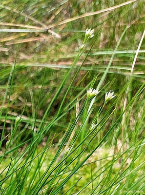 Rhynchospora alba / Weißes Schnabelried  (02.07.2023; Botanischer Garten Universität Heidelberg)