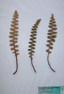 09/2006 - Tennenbach,  Schwarzwald, Fugen in Feldsteinmauer  (Herbarium Dr. Wolf von Thun)