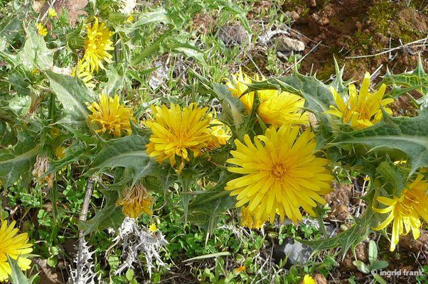 Scolymus hispanicus / Spanische Golddistel