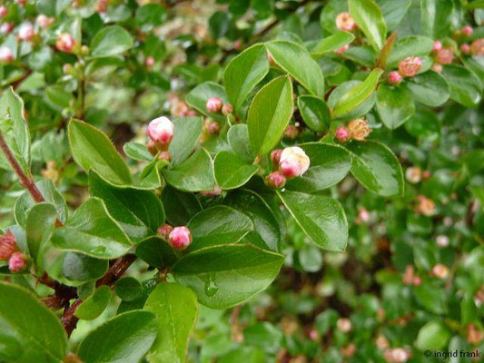 Cotoneaster horizontalis / Korallenstrauch