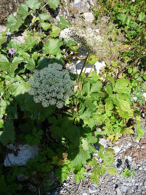 Peucedanum ostruthium - Meisterwurz    VII-VIII