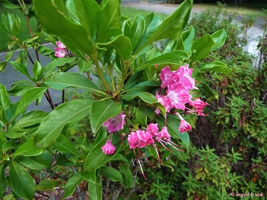 Kalmia latifolia / Amerikanischer Berglorbeer (09.06.2011 - Apothekengarten Leipzig)