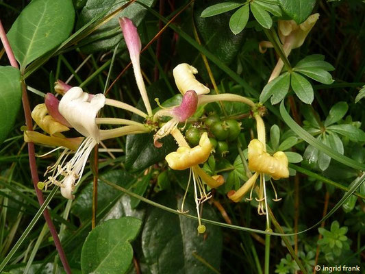 Lonicera periclymenum / Deutsches Geißblatt    VI-VIII