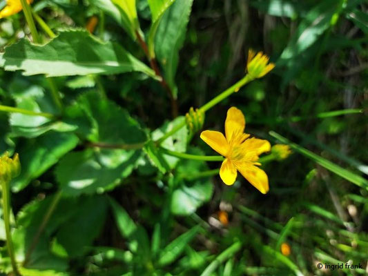Caltha palustris / Sumpf-Dotterblume  (29.06.2024; Steiermark, Schladming, Planai)