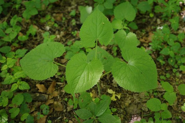 Lunaria rediviva / Ausdauerndes Silberblatt   (26.05.2023; Kaltes Feld)