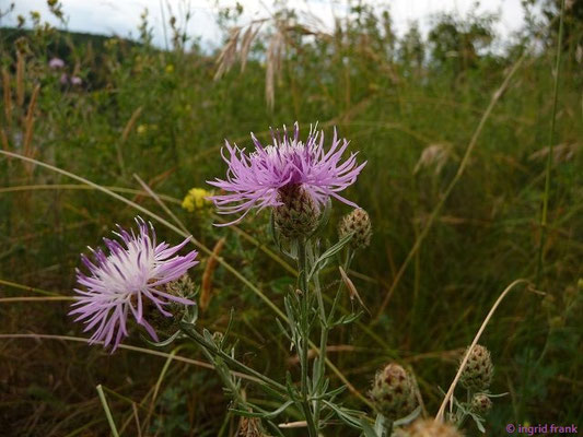 Centaurea stoebe / Gefleckte Flockenblume    VII-IX