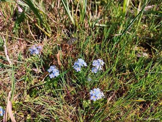 Myosotis rehsteineri / Bodensee-Vergissmeinnicht