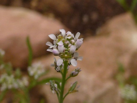 Lepidium sativum / Garten-Kresse (Botanischer Garten Universität Heidelberg)    V-VII
