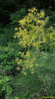 Peucedanum officinale / Echter Haarstrang  (Strauchartenfeld auf dem Beutenlay bei Münsingen)  VII-IX