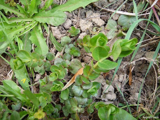 13.04.2011-Lysimachia nummuralia - Pfennigkraut