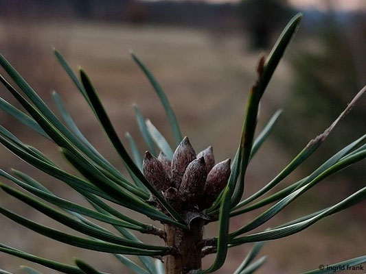 03.03.2026: Pinus sylvestris / Gewöhnliche Kiefer