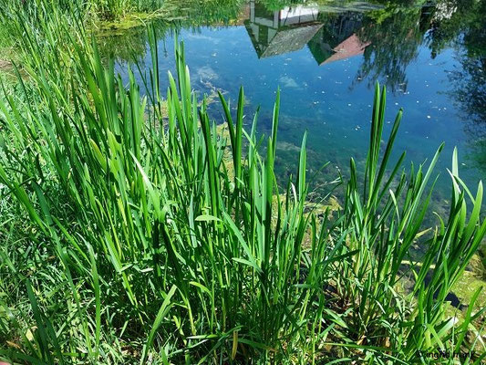 22.05.2026; Urspring, Lonequelltopf