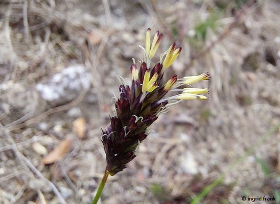 Sesleria caerulea / Kalk-Blaugras   III-V(-IX)