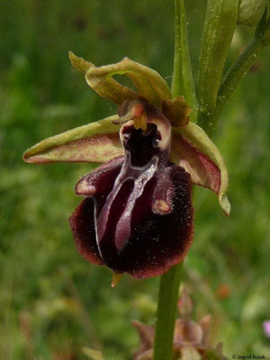 Ophrys sphegodes / Spinnen-Ragwurz  IV-V  (14.05.2015; Griechenland, Chalkidiki)