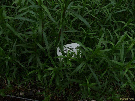 Artemisia dracunculus / Estragon    VIII-IX