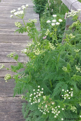 Chaerophyllum aureum / Gold-Kälberkropf  (05.06.2025; NSG Schopflocher Moor)