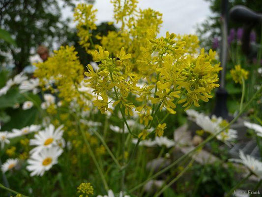 Isatis tinctoria / Färber-Waid (Hortulus pharamceuticus Kressbronn)    V-VII