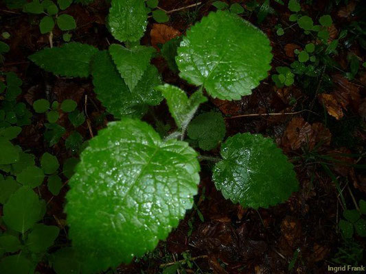 16.05.2010-Stachys sylvatica - Wald-Ziest