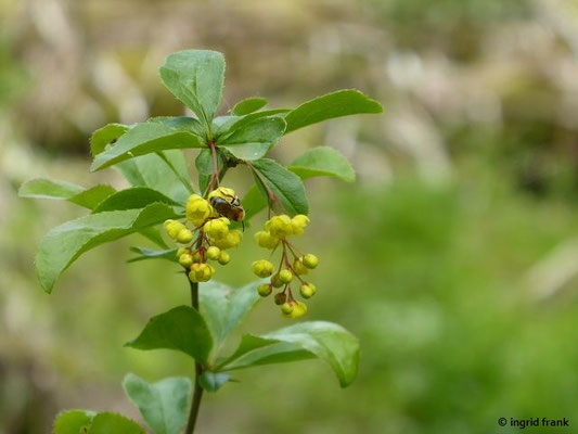 Berberis vulgaris /Gewöhnliche Berberitze