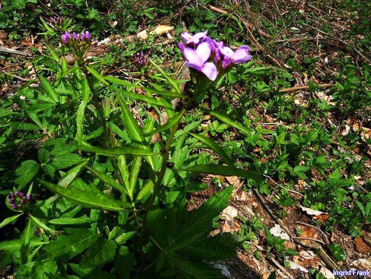 Cardamine bulbifera / Knöllchen-Zahnwurz   (25.04.2010; im Hinterland von Kressbronn)