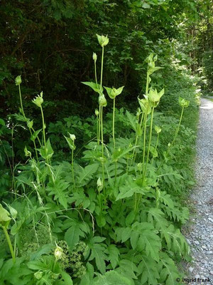 Cirsium oleraceum / Kohl-Kratzdistel    (17.07.2017; Altdorfer Wald bei Baumgarten)