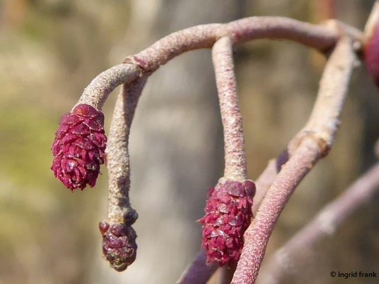 Alnus glutinosa / Schwarz-Erle
