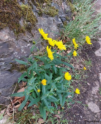 Hieracium umbellatum / Dolden-Habichtskraut