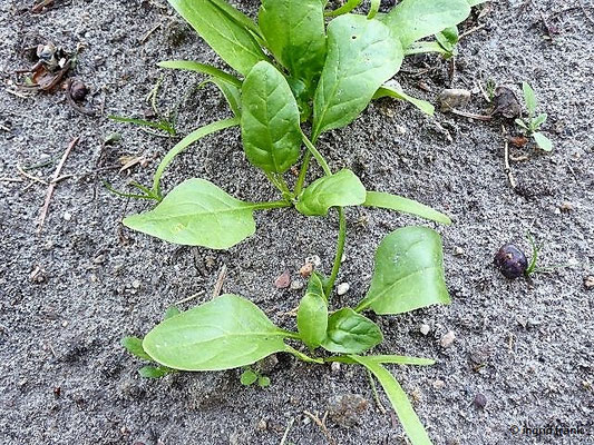 Spinacia oleracia / Spinat (06.05.2018; Botanischer Garten Universität Potsdam)