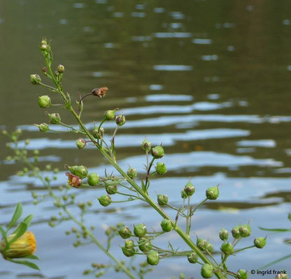 Scrophularia nodosa / Knotige Braunwurz  (30.08.2016)