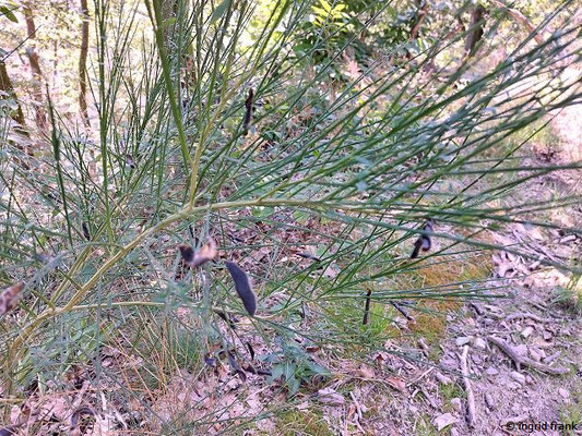 Cytisus scoparius / Gewöhnlicher Besenginster   (11.08.2023; Heidelberg, Mittlerer Guckkastenweg)