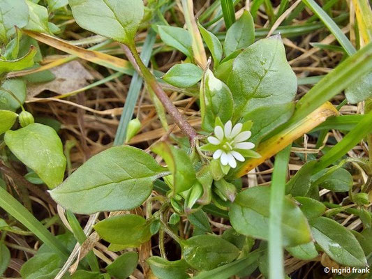 16.02.2024, Wegrand bei Madenreute: Stellaria media / Vogelmiere