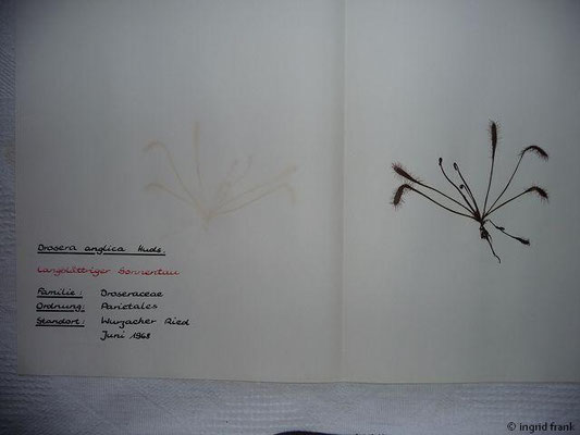 Drosera anglica / Langblättriger Sonnentau