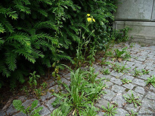 Crepis capillaris / Kleinköpfiger Pippau