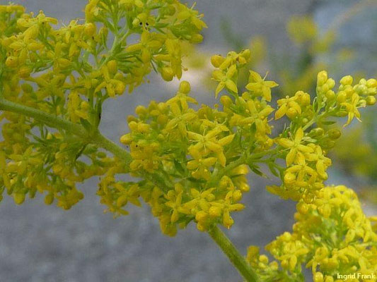 Galium verum - Echtes Labkraut
