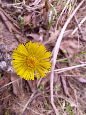 Tussilago farfara / Huflattich (13.05.2026; Trentino, Valsugana)