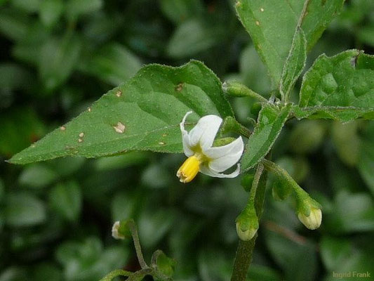 Solanum nigrum / Schwarzer Nachtschatten
