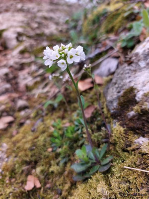 Noccaea montana / Berg-Täschelkraut  (31.03.2025; Lochenstein bei Reutlingen)