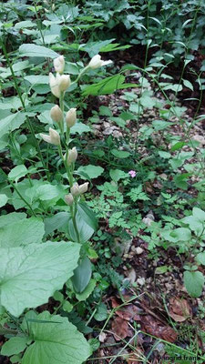 Cephalanthera damasonium / Bleiches Waldvögelein
