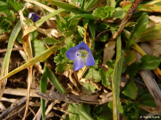 Platz 20: Persischer Ehrenpreis / Veronica persica   (nachgewiesen in 1136 der 1161 Kartierquadranten)