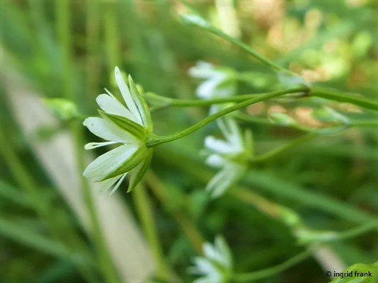 Stellaria graminea - Gras-Sternmiere