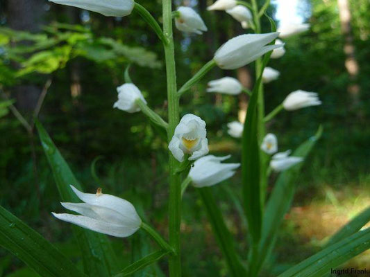 Cephalanthera longifolia / Schwertblättriges Waldvögelein   V-VI