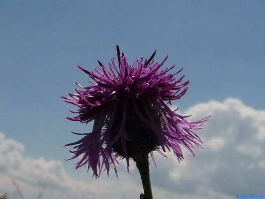 11.08.2013-Centaurea scabiosa - Gewöhnliche Skabiosen-Flockenblume