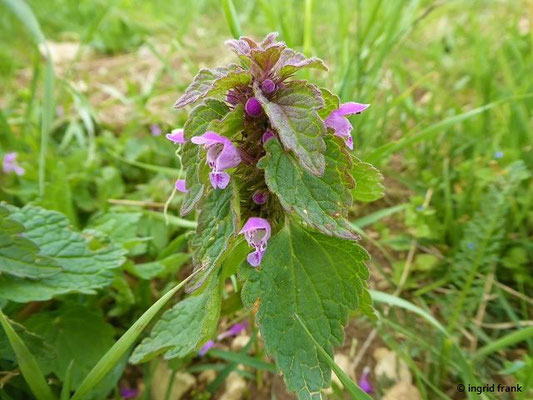 Lamium purpureum / Purpurrote Taubnessel    (10.05.2021; NSG Digelfeld)