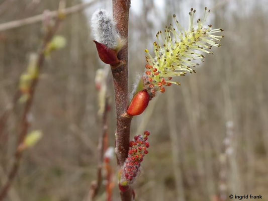 Salix purpurea / Purpur-Weide    III-IV