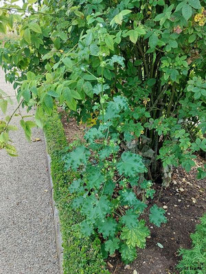 Malva verticillata / Quirl-Malve  VII-IX  (Eichstätt. Willibaldsburg, Bastionsgarten)