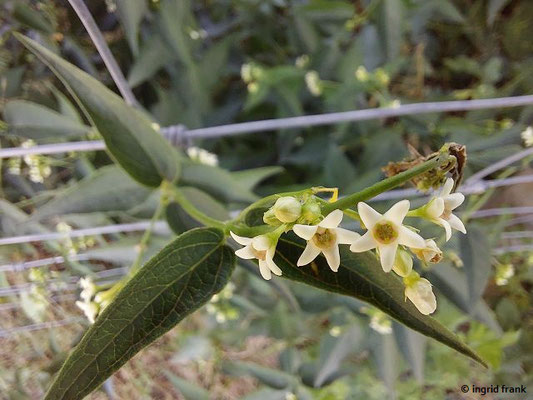 Vincetoxicum hirundinaria / Weiße Schwalbenwurz