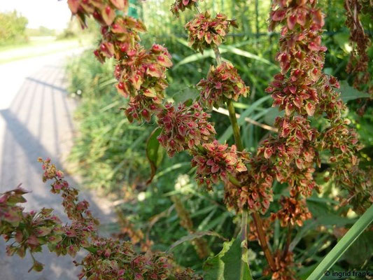 Rumex obtusifolius / Stumpfblättriger Ampfer